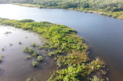 long stretching aerial view of mangroves, shallow coastal water and tropical plants